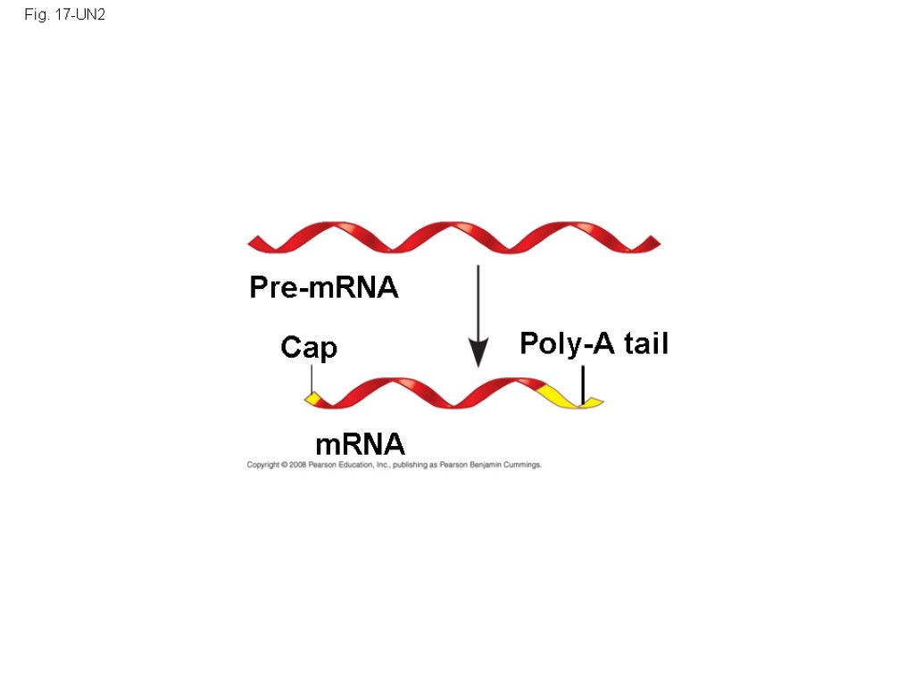 Fig. 17-UN2 Pre-mRNA Cap mRNA Poly-A tail